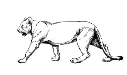 Obraz na płótnie Canvas Lioness vector isolated hatch drawing sketch hatching