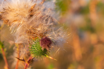 Fruits of a prickly meadow plant in the evening before sunset