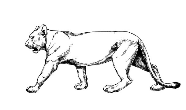 Lioness vector isolated hatch drawing sketch hatching