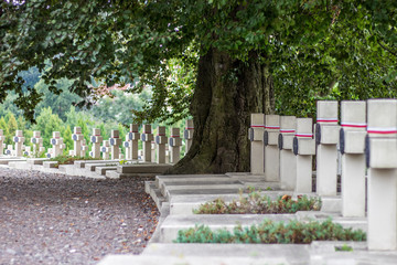 Lviv Defenders Cemetery (Cemetery of Eaglets, in polish: Cmentarz Orląt Lwowskich). Many identical white crosses on the cemetery under a big tree.