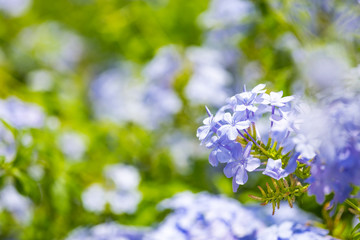 Plumbago flowering plant, known as Plumbago Capensis or blue plumbago, Cape plumbago or Cape leadwort. Tropical evergreen flower shrub on the streets of Israel.