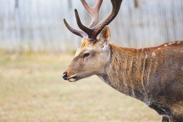 Spotted deer in reserve on fence background close up. Caring for wild animals_