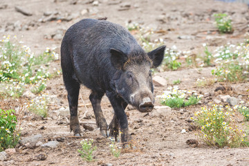 Portrait of black wild boar in nature_