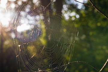 Spider web in sunlight, old spider web with lensflare, colorful abstract