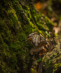 Frog on a moss covered old stump i