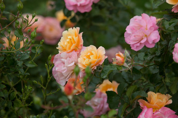 Yellow and pink roses in the garden.