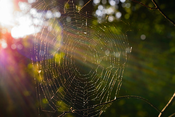 Spider web in sunlight, old spider web with lensflare, colorful abstract, sunbeams