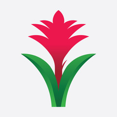 Torch ginger flower illustration