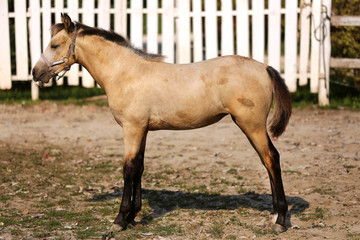 Closeup of a rare morgan foal in halter in the show ring