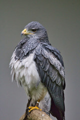 Portrait of an buzzard
