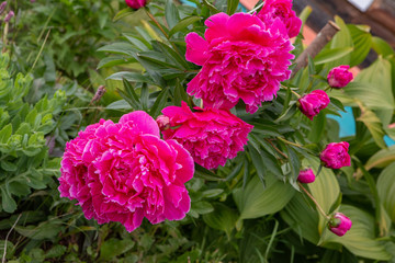 pink flowers in the garden