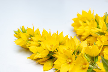 Fototapeta premium Flowers of yellow moneywort, Lysimachia nummularia close up on grey background