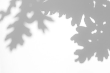 Overlay effect for photo. Gray shadow of the oak tree leaves on a white wall. Abstract neutral...