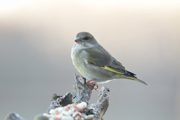 portrait of a female greenfinch