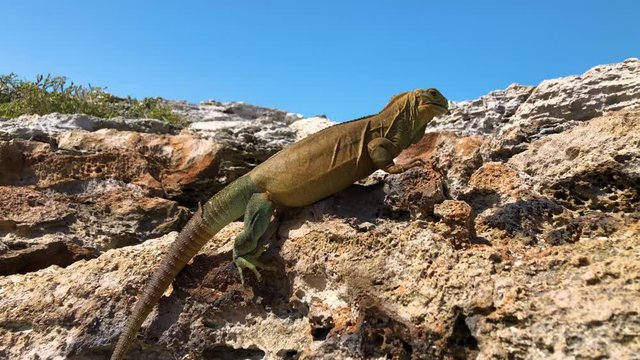 Iguana Eating on Turks and Caicos Islands