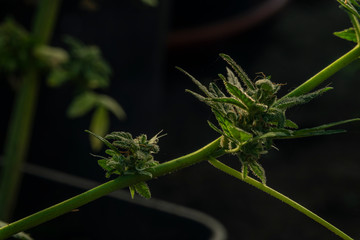 Marijuana aged small green blooms in greenhouse