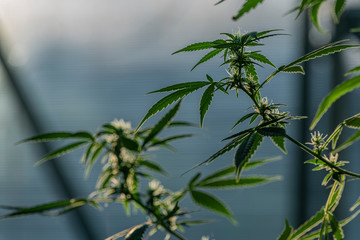 Fototapeta na wymiar Marijuana aged small green blooms in greenhouse
