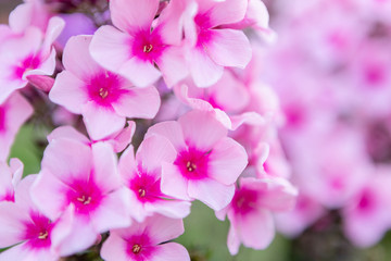 Obraz na płótnie Canvas pink flowers in garden