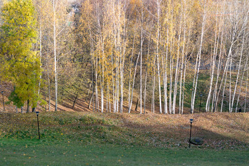 Birch grove against the sky the autumn