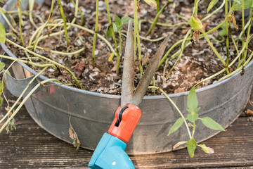 Scissors for gardening with flowers.