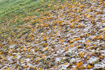 Autumn leaves and snow in the woods