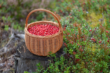 Basket of cranberries on the stump