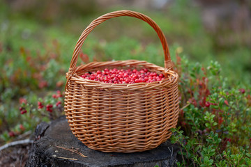 Fototapeta na wymiar Basket of cranberries on the stump
