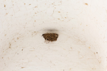 One swallows nest on the white wall