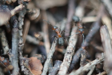 red ant family in anthill