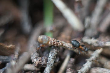 red ant family in anthill