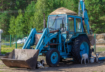 Tractor and goats on the farm.