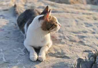 cat on the coast