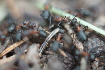 red ant family in anthill