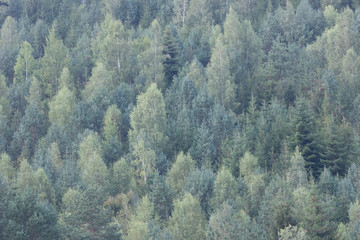 black forest trees fir green