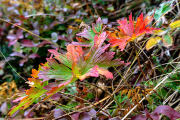 Plants in Alaska changing colors in the fall.