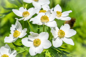 Beautiful white forest or mountain flowers Anemone nemorosa.