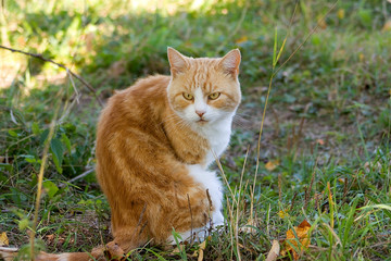 Near the Village of Malakhovo_44