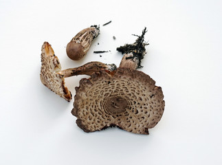 Cap View of Wild Mushrooms