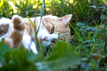 Near the Village of Malakhovo_49