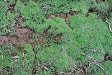Texture of a riverbed, green grass and land