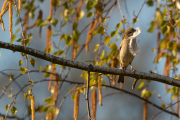 Haussperling mit Feder im schnabel 