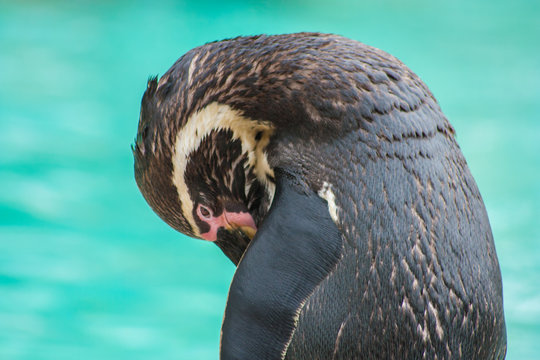 Angry Looking Penguin, ZSL London Zoo