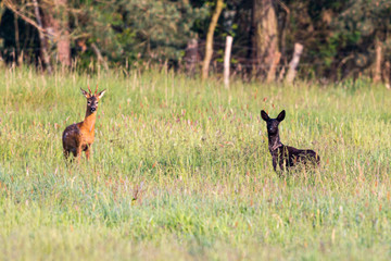 Rehbock und schwarzes Reh im Gras im Naturpark Steinuder Meer