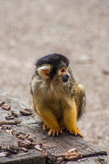Sitting Squirrel Monkey Looking Right, ZSL London Zoo