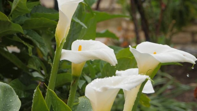 White Arum Lily with water drops. Garden flowers in the rain.