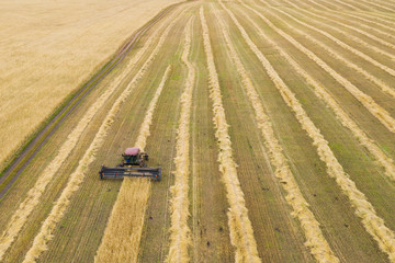 Harvest. Cutting wheat with a mower and swath. The view from the top.