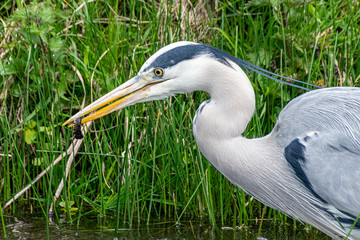 Grey heron (Ardea cinerea) hunting a common newt (Lissotriton vulgaris) in shallow river water