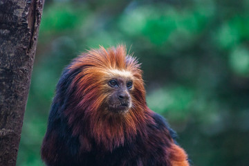 Golden Lion Tamarin Monkey, ZSL London Zoo