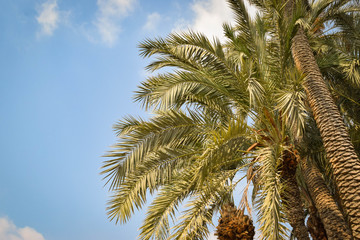 Paradise palm garden, Cyprus, Famagusta