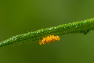 Fototapeta premium Yellow eggs under a green leaf laid by a ladybird beetle